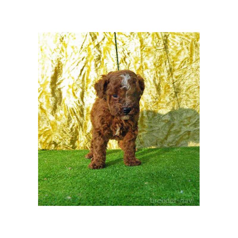 販売中の群馬県のトイプードル-425495の2枚目