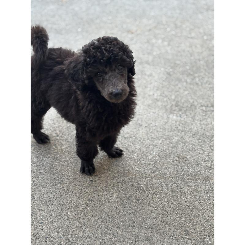 販売中の福岡県のスタンダードプードル-432007の3枚目