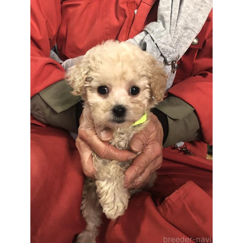 販売中の兵庫県のトイプードル-431958