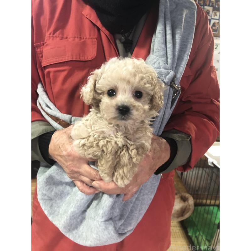 販売中の兵庫県のトイプードル-431957