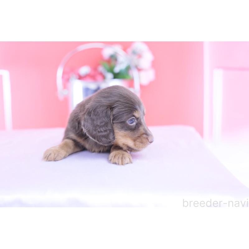 販売中の愛知県のカニンヘンダックスフンド(ロングヘアード)-432006の11枚目