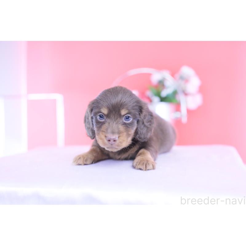 販売中の愛知県のカニンヘンダックスフンド(ロングヘアード)-432006の10枚目