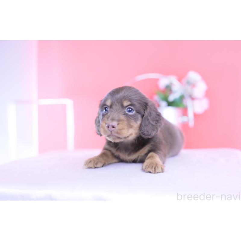 販売中の愛知県のカニンヘンダックスフンド(ロングヘアード)-432006の9枚目