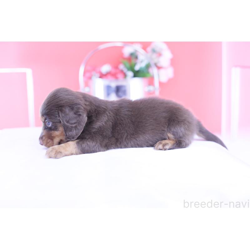 販売中の愛知県のカニンヘンダックスフンド(ロングヘアード)-432006の3枚目