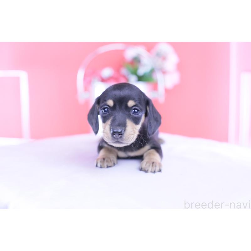 販売中の愛知県のカニンヘンダックスフンド(スムースヘアード)-432008の13枚目