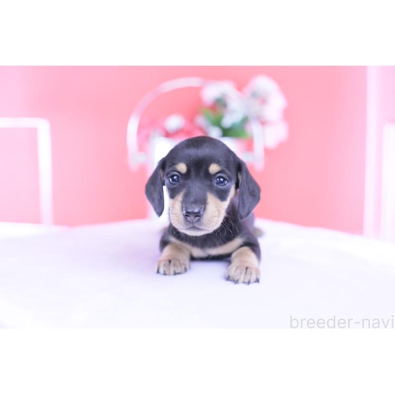 販売中の愛知県のカニンヘンダックスフンド(スムースヘアード)-432008の12枚目