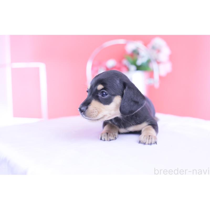 販売中の愛知県のカニンヘンダックスフンド(スムースヘアード)-432008の10枚目