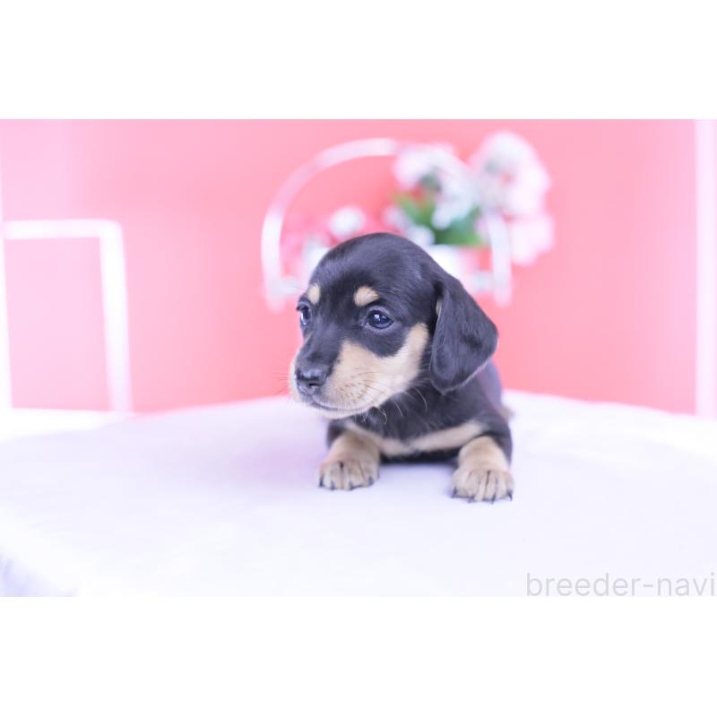 販売中の愛知県のカニンヘンダックスフンド(スムースヘアード)-432008の9枚目