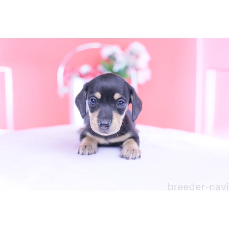 販売中の愛知県のカニンヘンダックスフンド(スムースヘアード)-432008の8枚目