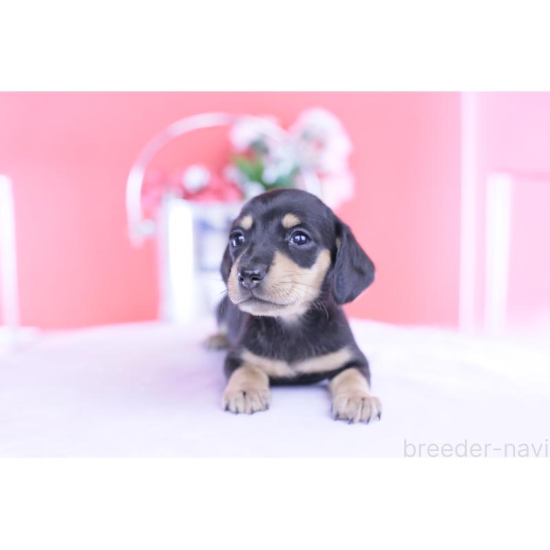 販売中の愛知県のカニンヘンダックスフンド(スムースヘアード)-432008の7枚目