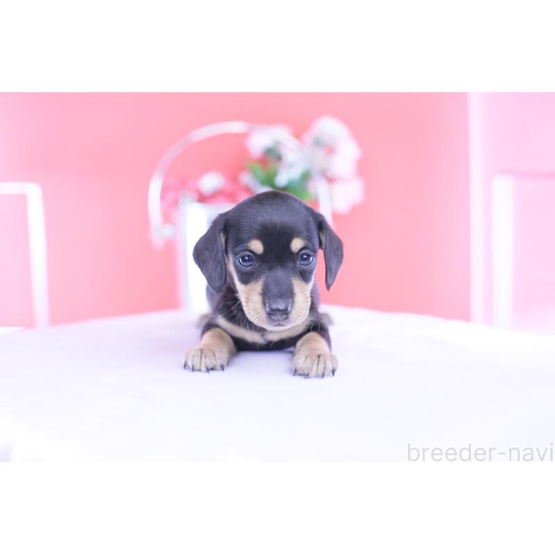 販売中の愛知県のカニンヘンダックスフンド(スムースヘアード)-432008の6枚目