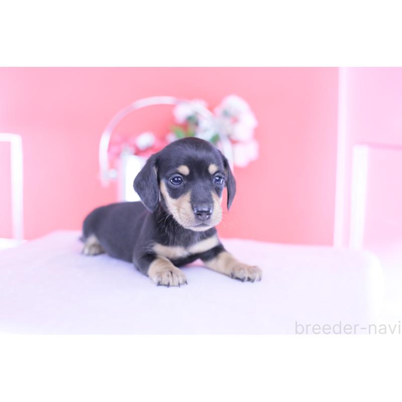 販売中の愛知県のカニンヘンダックスフンド(スムースヘアード)-432008の5枚目