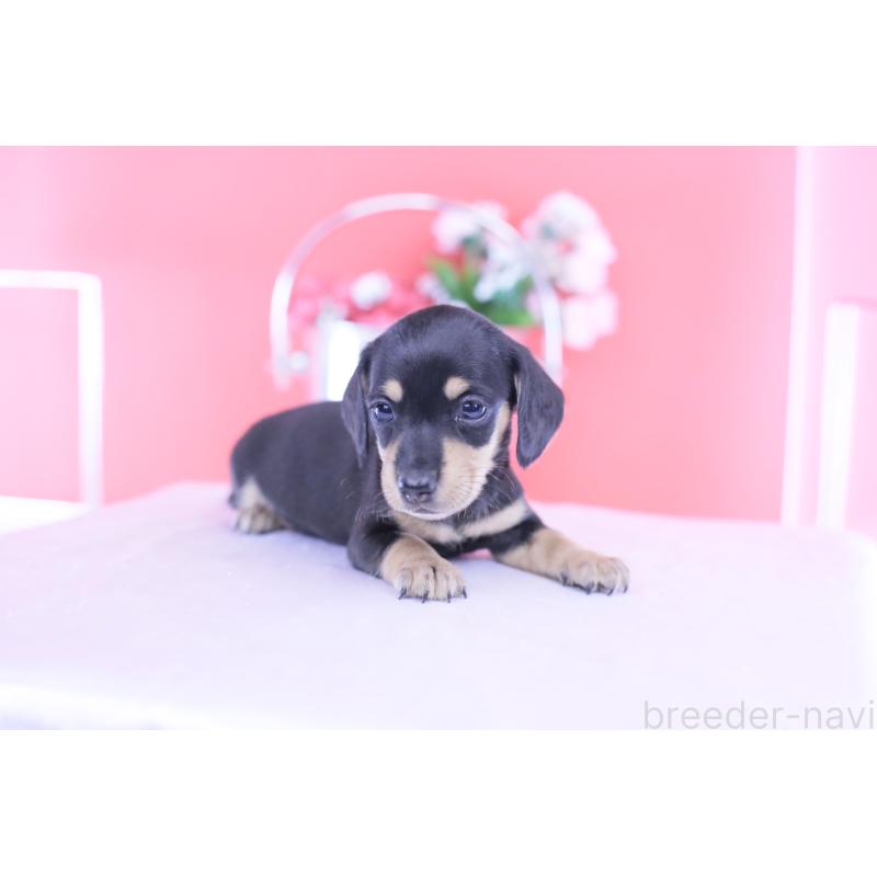 販売中の愛知県のカニンヘンダックスフンド(スムースヘアード)-432008の4枚目