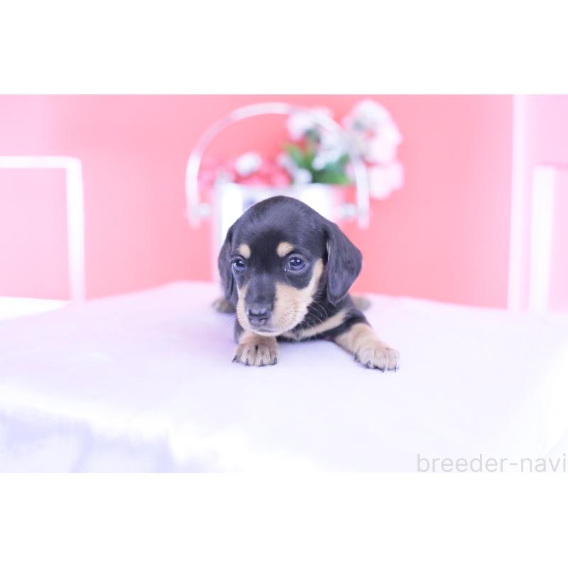 販売中の愛知県のカニンヘンダックスフンド(スムースヘアード)-432008の3枚目