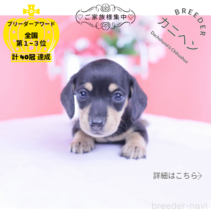 販売中の愛知県のカニンヘンダックスフンド(スムースヘアード)-432008