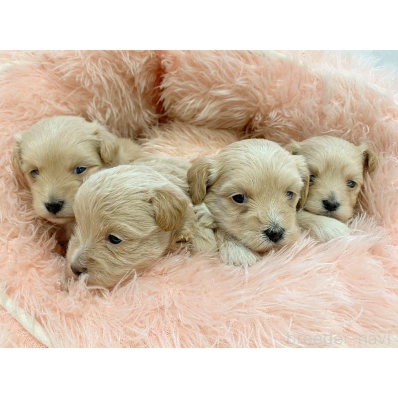 販売中の新潟県のマルプー:マルチーズ×トイプードル-432009の3枚目