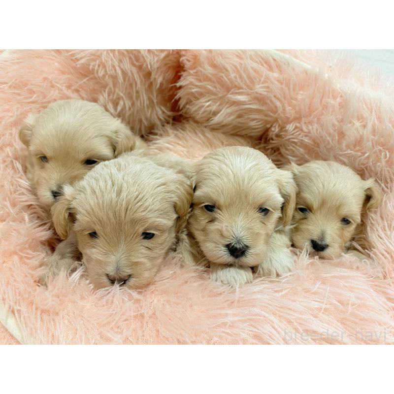 販売中の新潟県のマルプー:マルチーズ×トイプードル-432009の2枚目