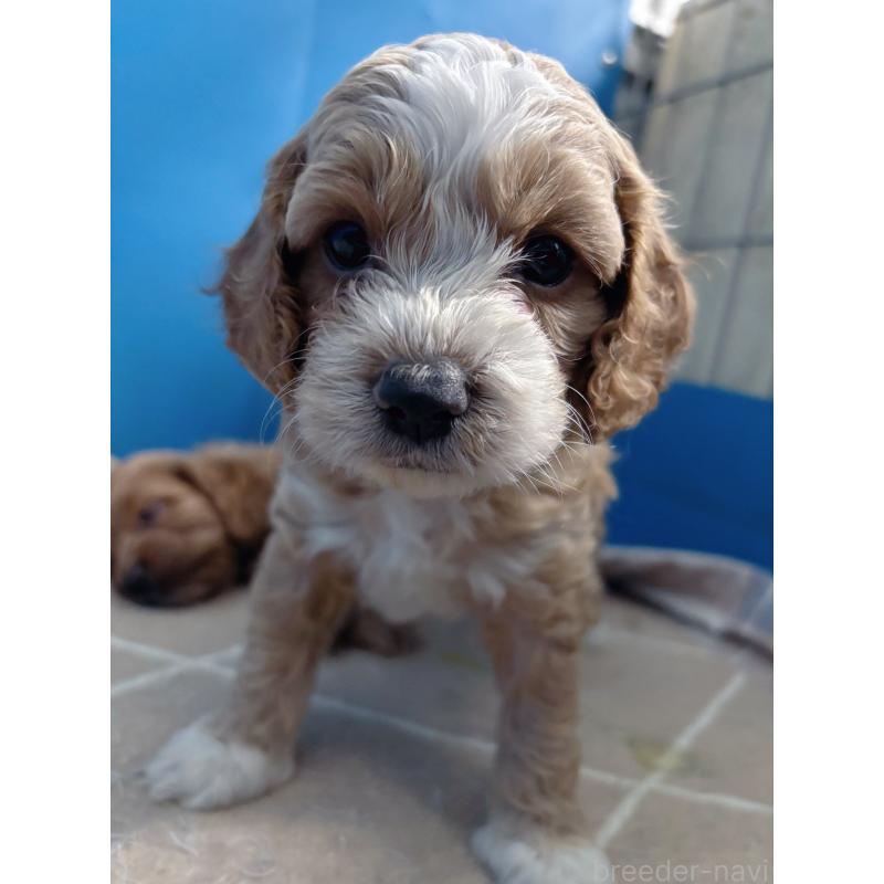 販売中の愛知県のコッカプー:アメリカンコッカースパニエル×トイプードル-432224の4枚目