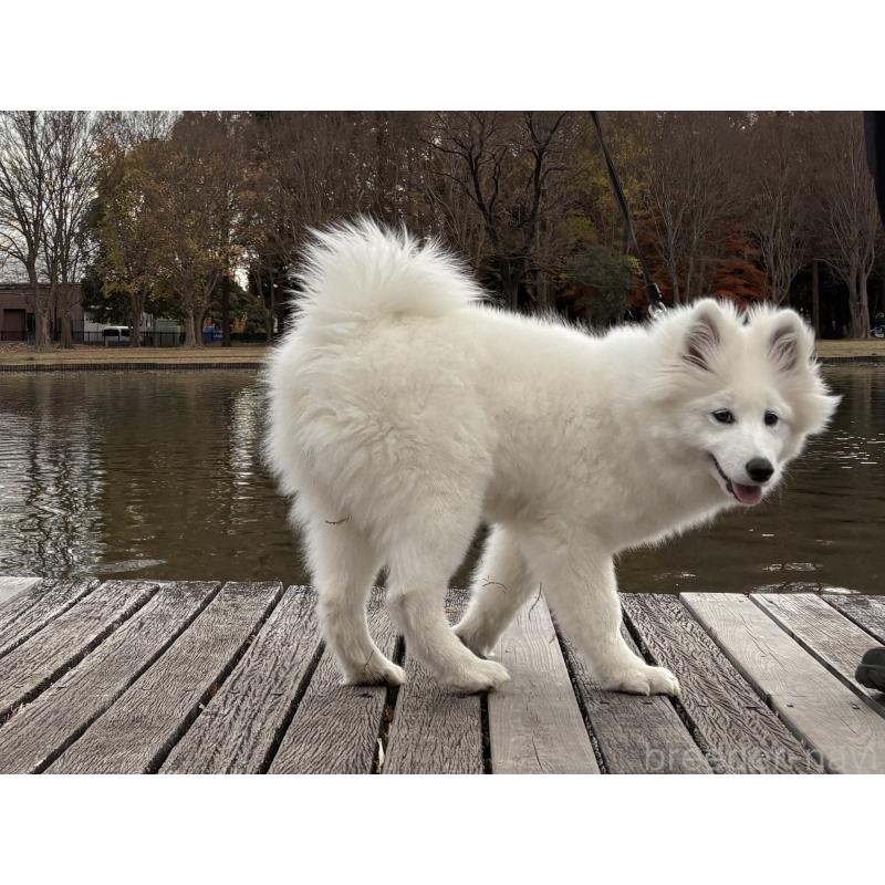 販売中の東京都のサモエド-406021の5枚目