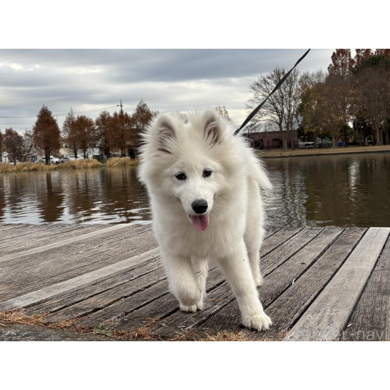 販売中の東京都のサモエド-406021の4枚目