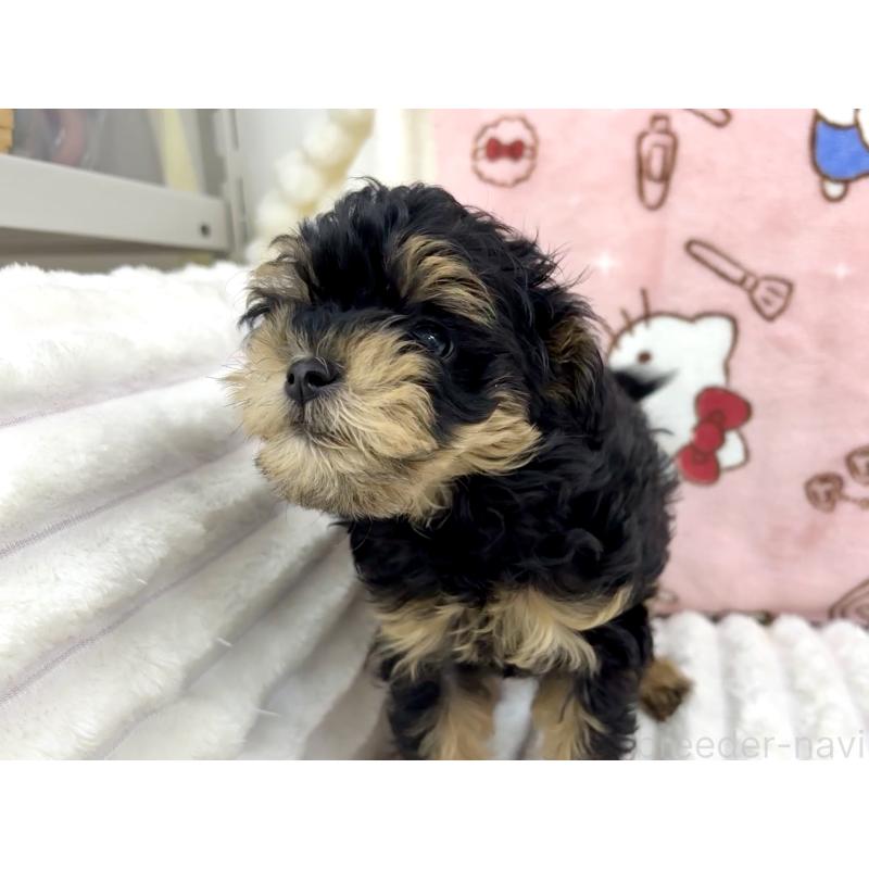 販売中の東京都のチワプー:チワワ×トイプードル-425244