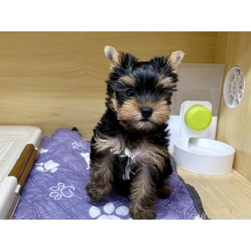 販売中の東京都のヨークシャーテリア-422521の1枚目