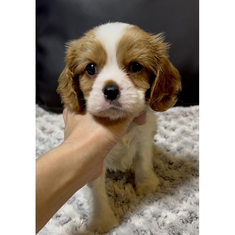 販売中の奈良県のキャバリアキングチャールズスパニエル-432226の8枚目