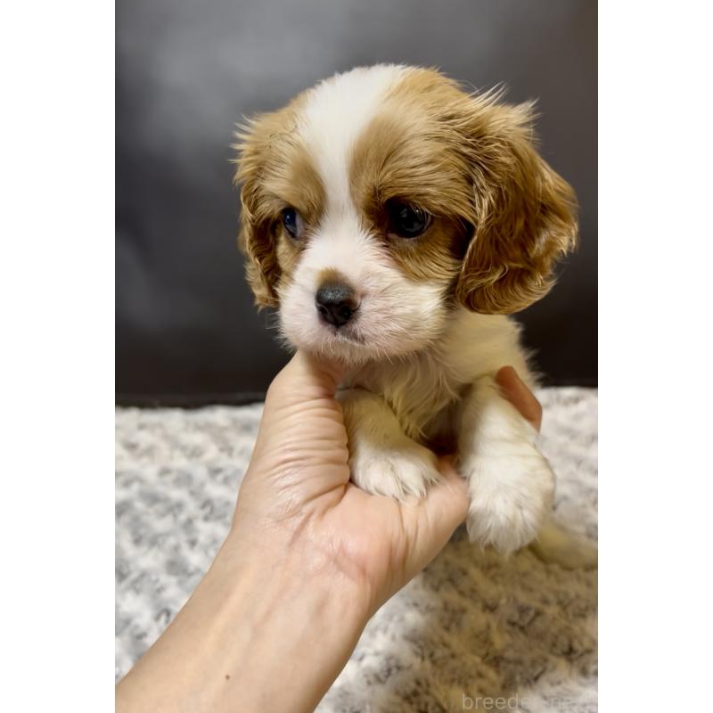 販売中の奈良県のキャバリアキングチャールズスパニエル-432226の7枚目