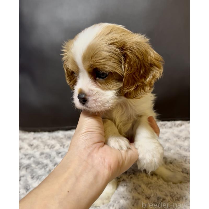 販売中の奈良県のキャバリアキングチャールズスパニエル-432226の6枚目