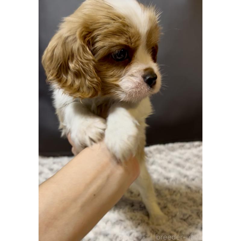 販売中の奈良県のキャバリアキングチャールズスパニエル-432226の5枚目