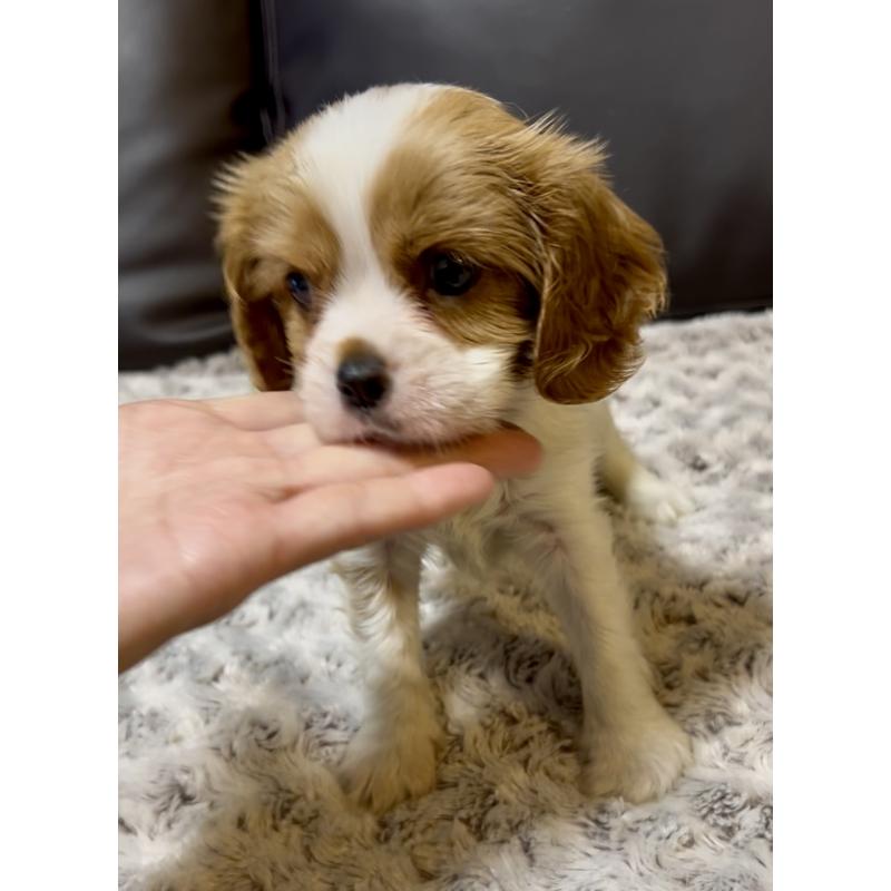 販売中の奈良県のキャバリアキングチャールズスパニエル-432226の4枚目