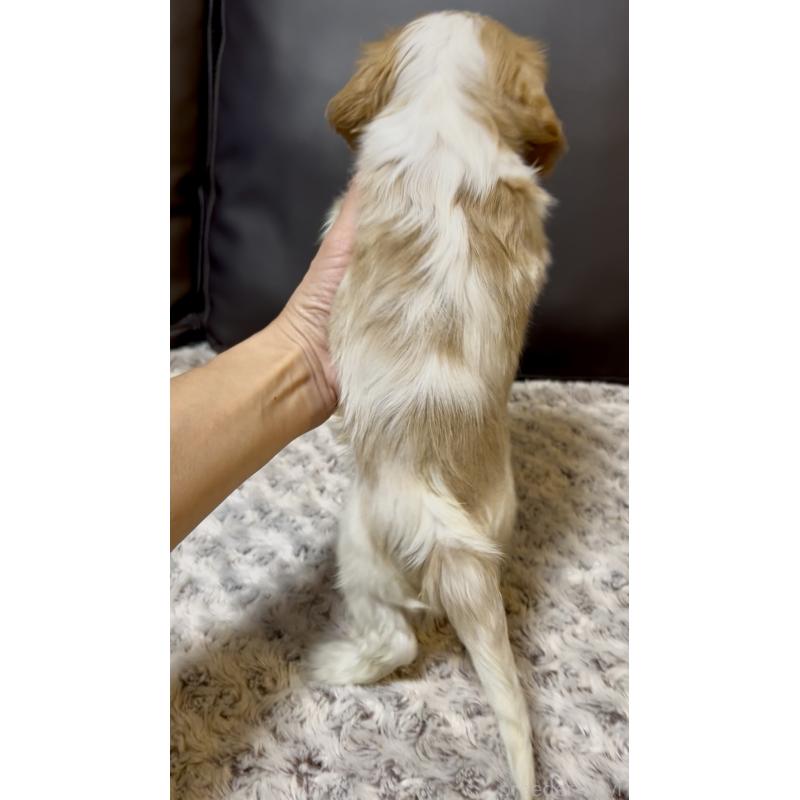 販売中の奈良県のキャバリアキングチャールズスパニエル-432226の3枚目