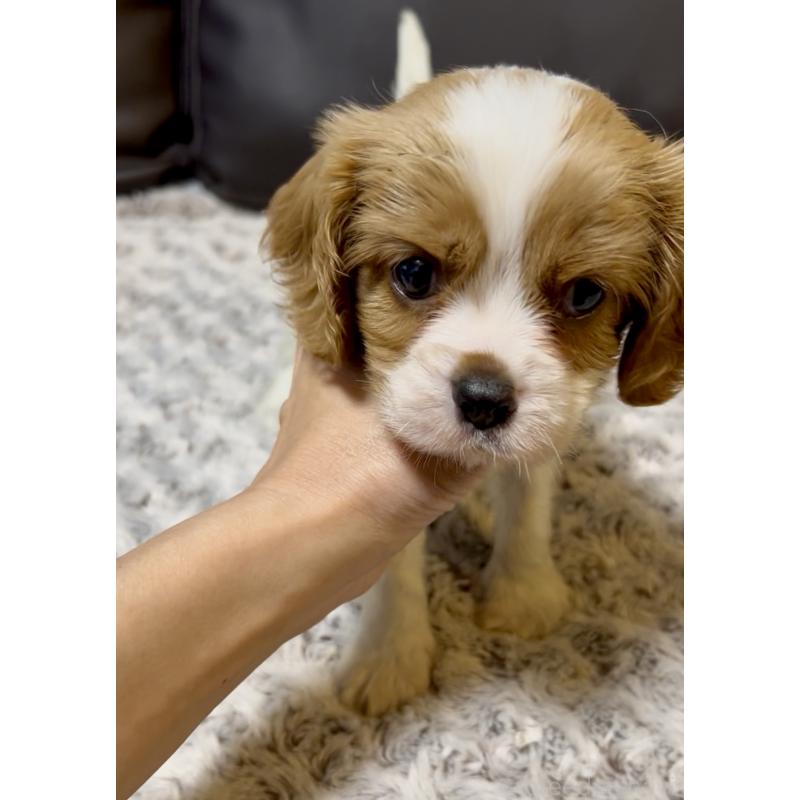 販売中の奈良県のキャバリアキングチャールズスパニエル-432226の2枚目