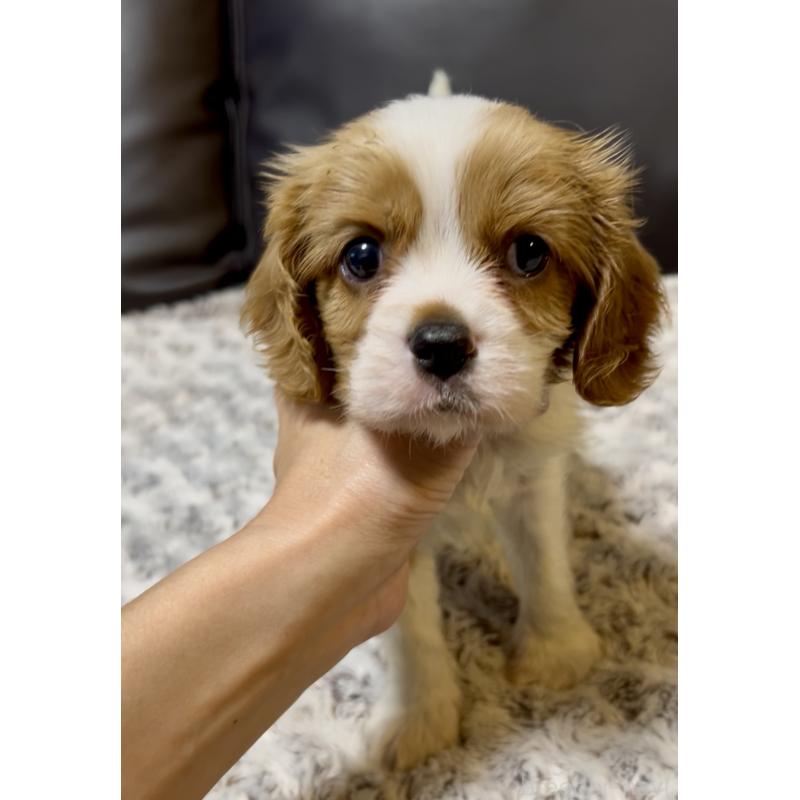 販売中の奈良県のキャバリアキングチャールズスパニエル-432226