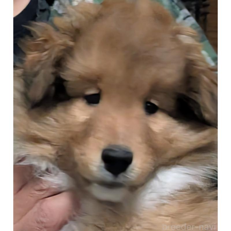 販売中の愛知県のシェットランドシープドッグ(シェルティ)-425995