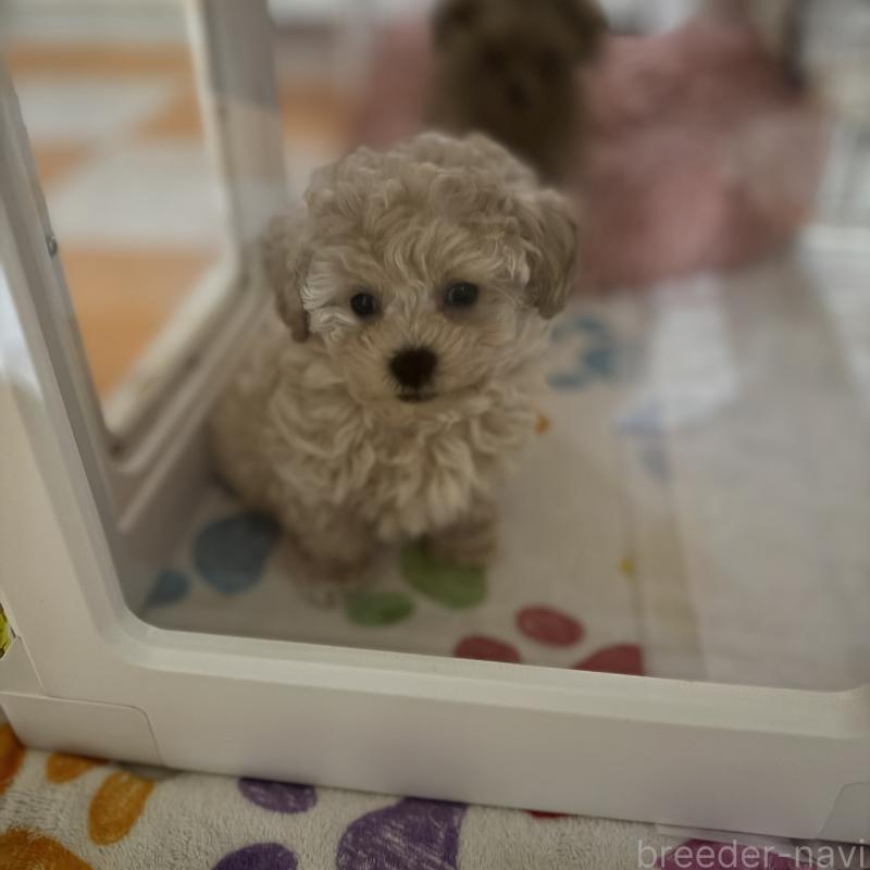 販売中の岐阜県のタイニープードル-432251の5枚目