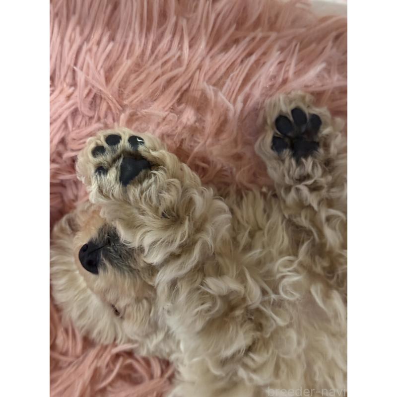 販売中の岐阜県のタイニープードル-432251の4枚目