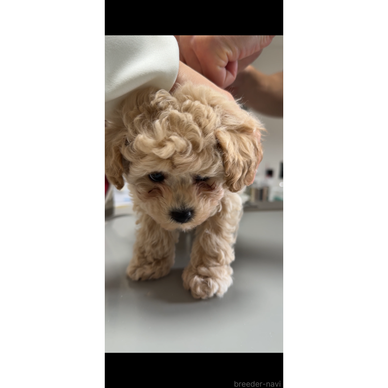 販売中の岐阜県のタイニープードル-432251の3枚目