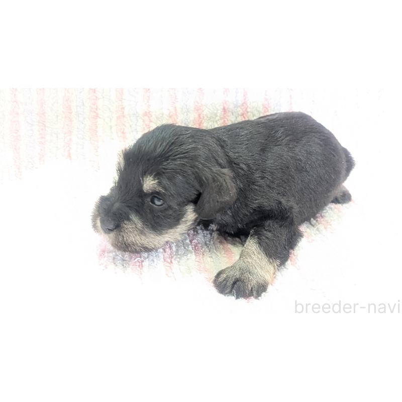 販売中の熊本県のミニチュアシュナウザー-432238の5枚目