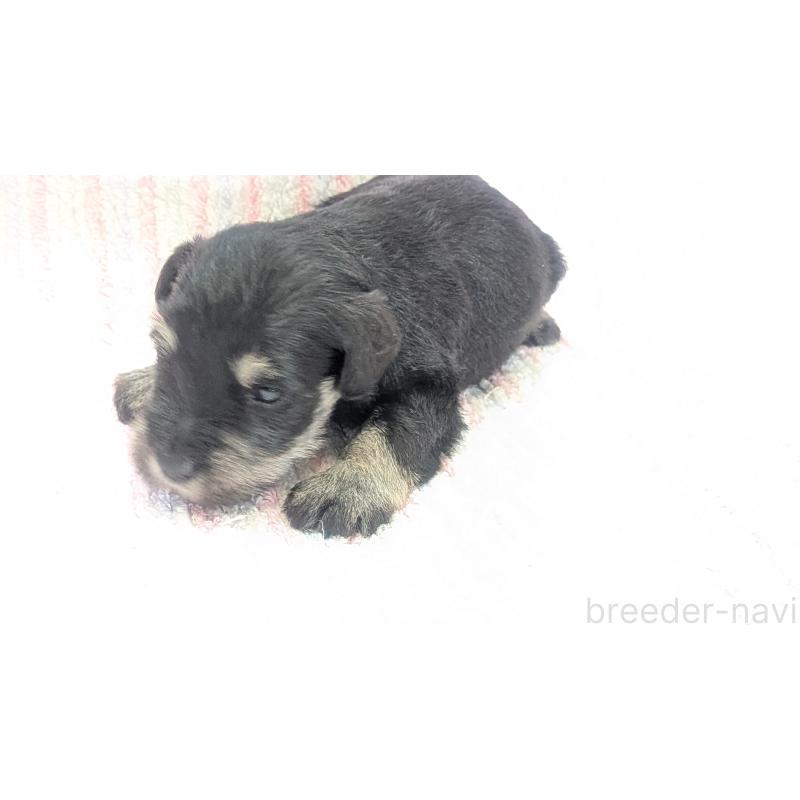 販売中の熊本県のミニチュアシュナウザー-432238の4枚目