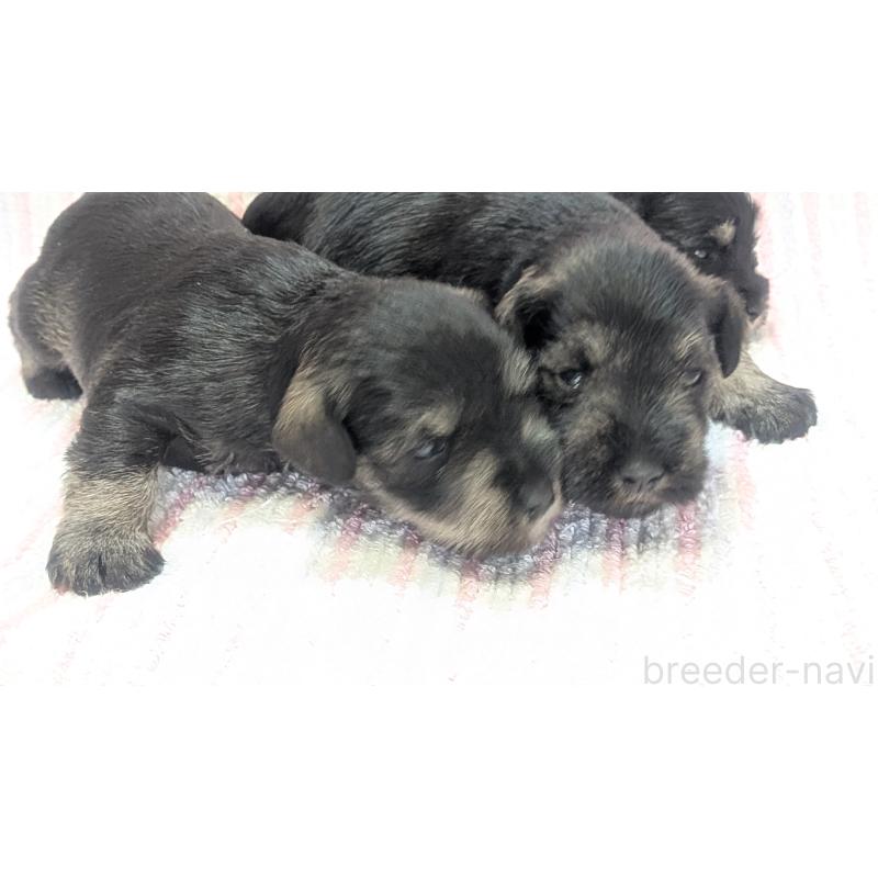 販売中の熊本県のミニチュアシュナウザー-432238の3枚目