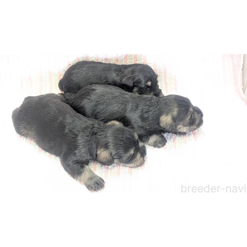 販売中の熊本県のミニチュアシュナウザー-432238の2枚目