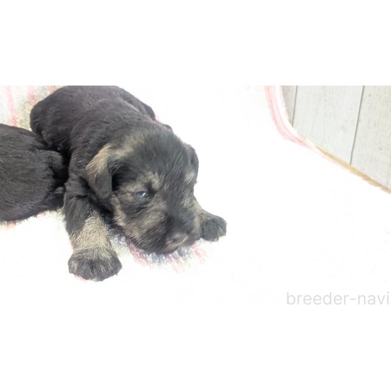 成約済の熊本県のミニチュアシュナウザー-430939の7枚目