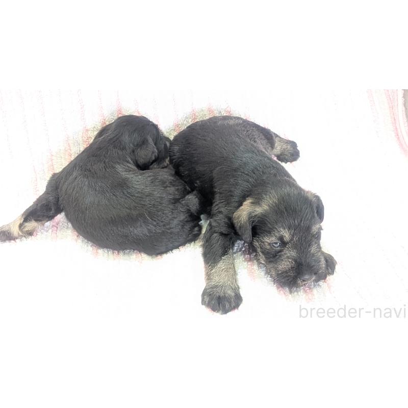 成約済の熊本県のミニチュアシュナウザー-430939の6枚目