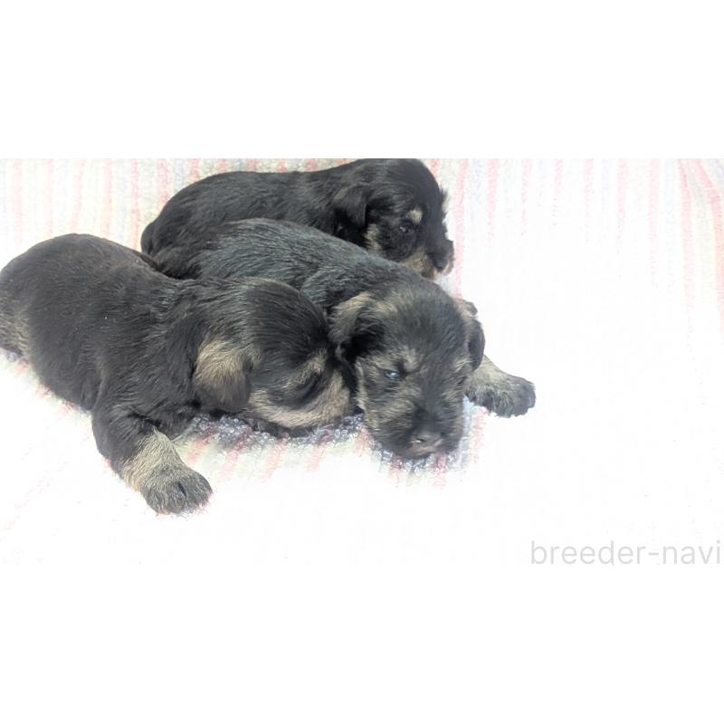 販売中の熊本県のミニチュアシュナウザー-432239の4枚目