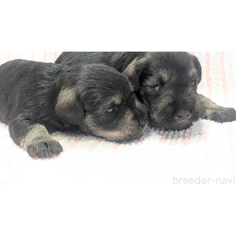 販売中の熊本県のミニチュアシュナウザー-432239の2枚目