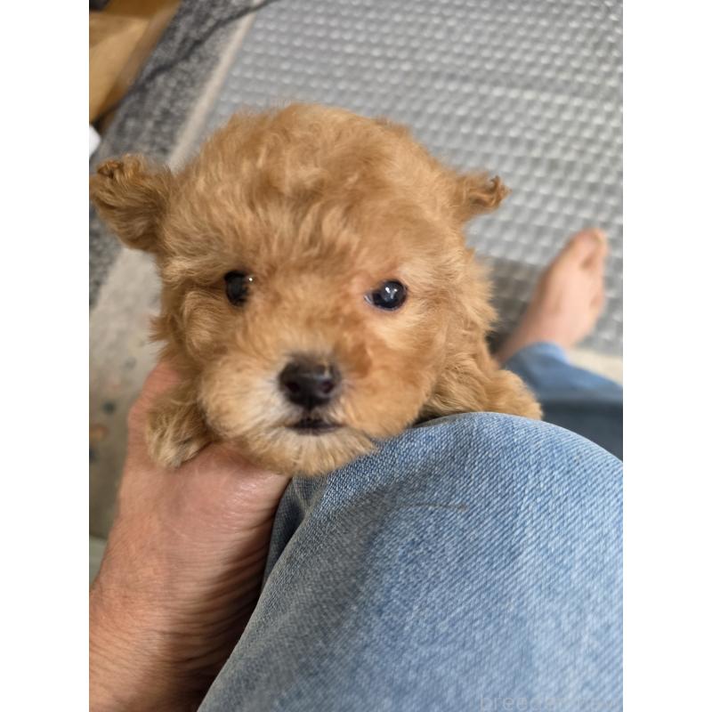 販売中の埼玉県のティーカッププードル-432243の12枚目