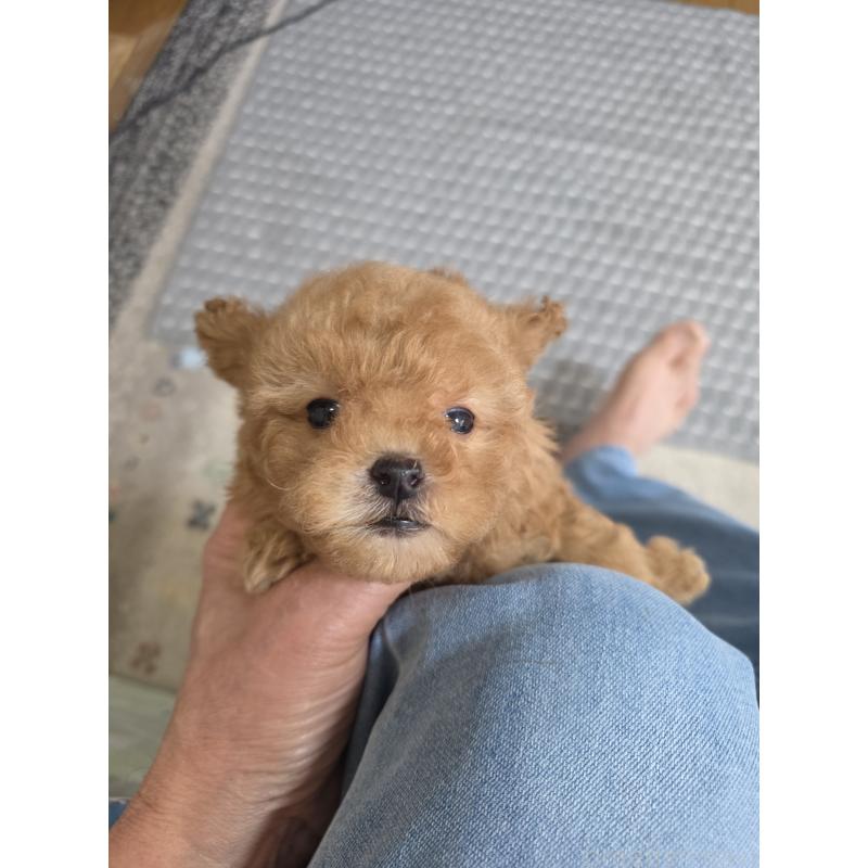 販売中の埼玉県のティーカッププードル-432243の11枚目