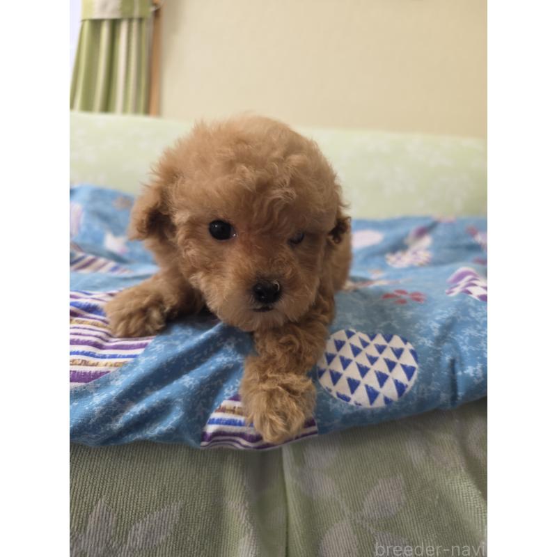 販売中の埼玉県のティーカッププードル-432243の10枚目