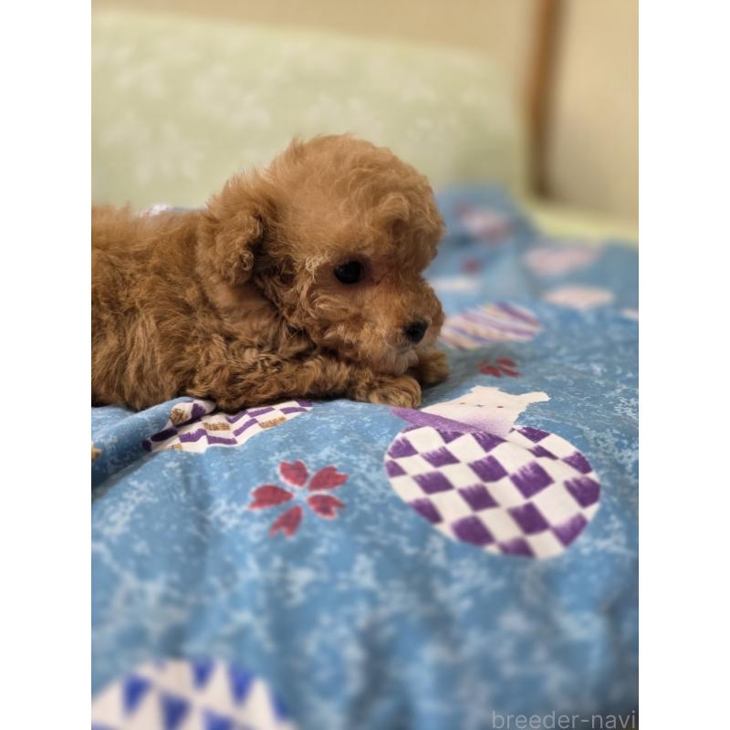 販売中の埼玉県のティーカッププードル-432243の9枚目